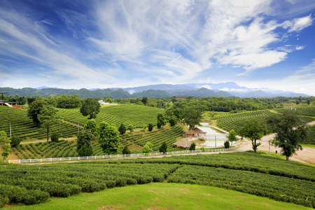 Tea field at Chiangrai with sunshine in the morningの写真素材