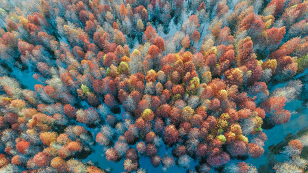 Mangrove landscape in Chinaの写真素材