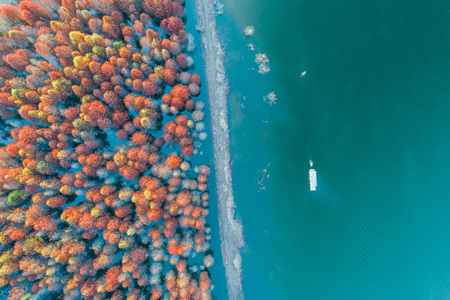 Chinese Redwood aerial landscapeの写真素材