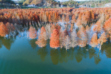 Chinese Redwood aerial landscapeの写真素材