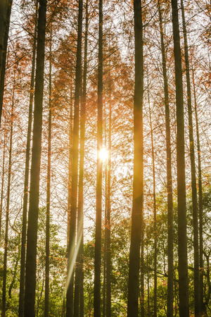 trees in forestの写真素材
