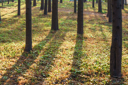 trees in forestの写真素材