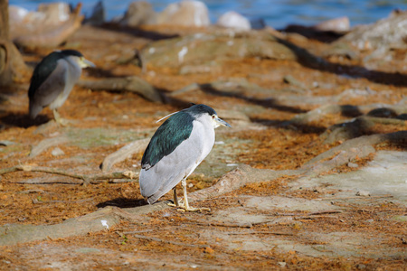 bird at national parkの写真素材