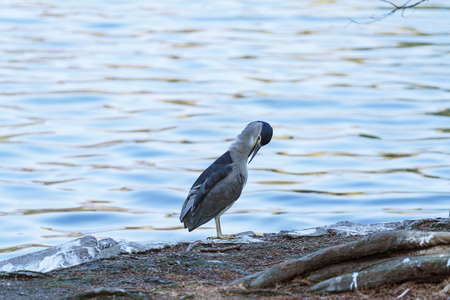 bird at lakeside