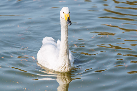 White Swanの写真素材