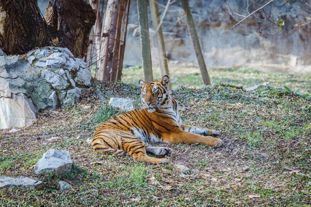 tiger at national parkの写真素材