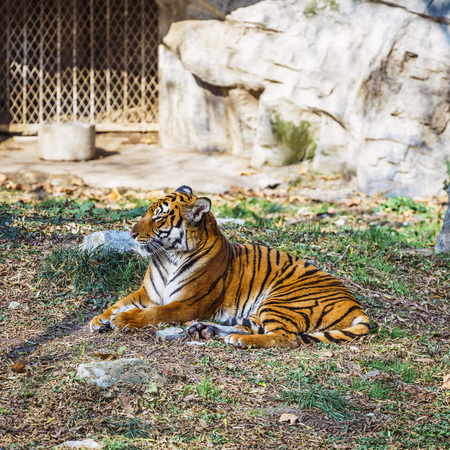 tiger at national parkの写真素材