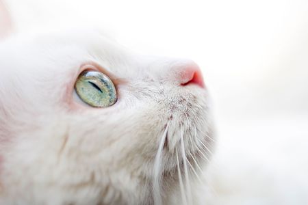 white cat with green eyes with a white face looking upの写真素材