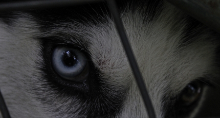 Huskey, thailand. Chiang raiの素材