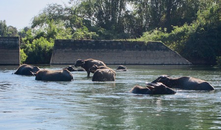 Cows in the riverの写真素材