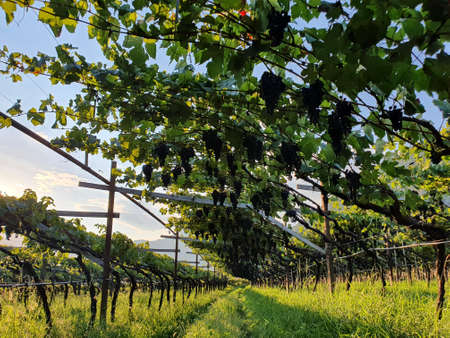 pergola style wine cultivation in South Tyrolの写真素材
