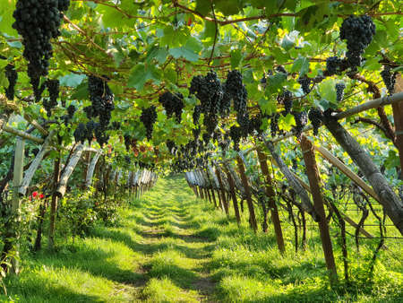 pergola style wine cultivation in South Tyrolの写真素材