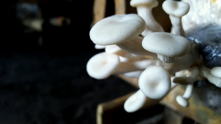 White mushroomの素材