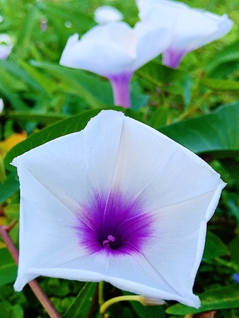 Ipomoea aquatica (flower)