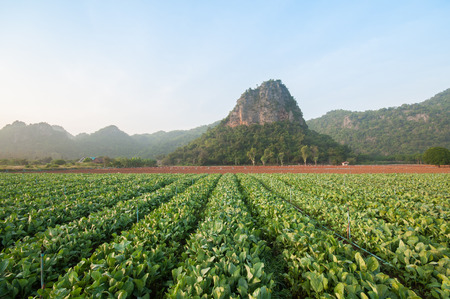 Kale farm, Kanchanaburi, Thailandの写真素材