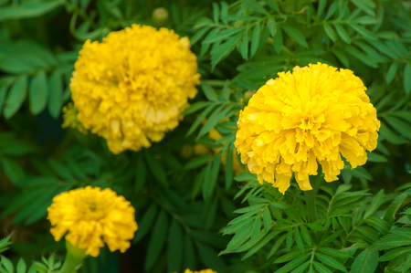 Marigolds flowers in the gardenの写真素材