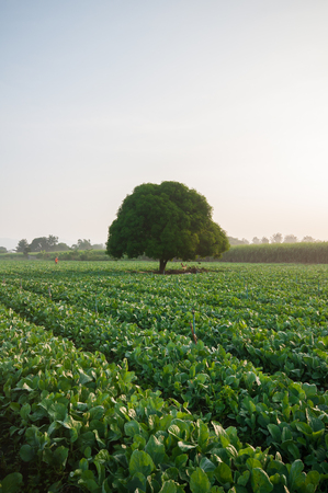 Kale farm, Kanchanaburi, Thailandの写真素材