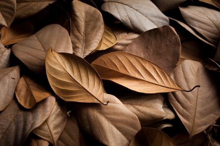 Dried leaves beautiful backgroundの写真素材