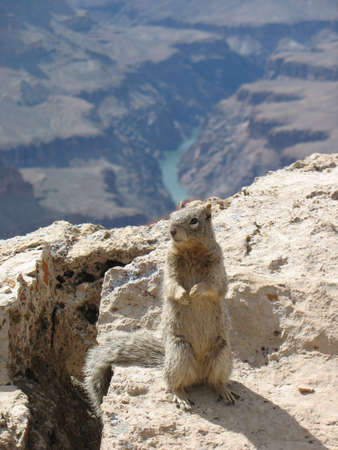 Ground Squirrel on the Grand Canyonの写真素材
