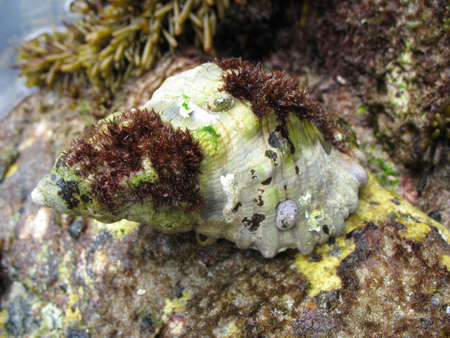 Sea Shell covered in Barnacles, Victoria, Australia