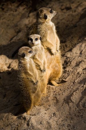 The meerkat or suricate Suricata suricatta is a small mammal and a member of the mongoose の写真素材