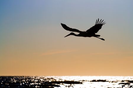 White stork (Ciconia ciconia) flying over sea in sunset timeの写真素材