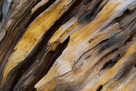 close up of old pine tree wooden texture