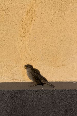 House Sparrow (Passer domesticus) on beige Wall.の写真素材