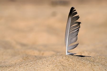 Seagull feather stuck in beach sand. Blurred backgroundの写真素材