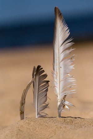 Seagull feather stuck in beach sand. Blurred backgroundの写真素材