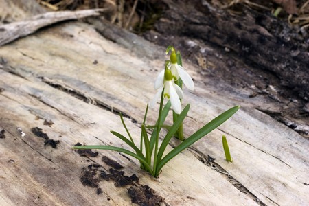 Two blooming snowdrop flowers in early springの写真素材