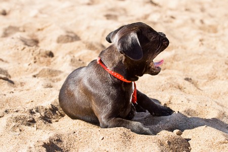 Black and white french bulldog puppy yawning in sandの写真素材