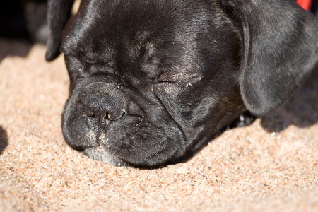 Black and white french bulldog puppy sleeping in sandの写真素材