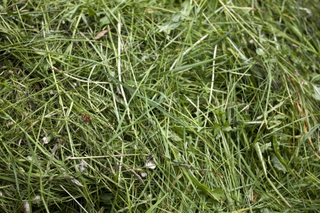 Fresh mown green grass or hay background texture の写真素材