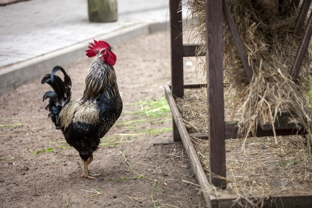 Rooster near hay storage in farm yardの写真素材