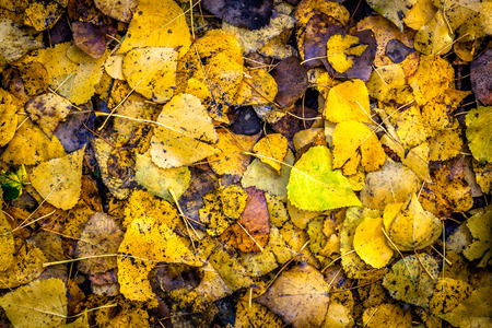 Yellow Autumn leaves background with vignette effectの写真素材
