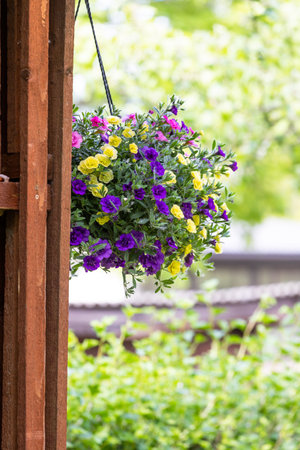 Pot of bright blooming flowers hanging on a wooden wallの写真素材