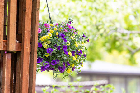 Pot of bright blooming flowers hanging on a wooden wallの写真素材