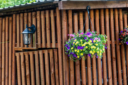 Pot of bright blooming flowers hanging on a wooden wallの写真素材