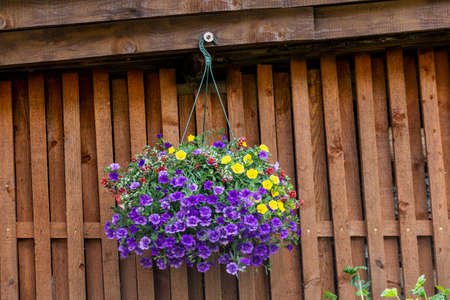 Pot of bright blooming flowers hanging on a wooden wallの写真素材