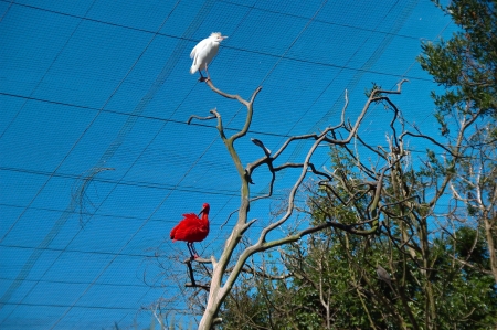 White egret and scarlet ibis, Birds of Eden, South Africaの写真素材