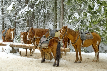 Horse riding club in Borovetz resort  Rila mountain, Bulgaria の写真素材