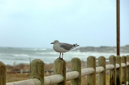 Seagull at beach wood fence, Cape Town, South Africa の写真素材