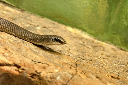 Rainbow water snake in Johannesburg zoo