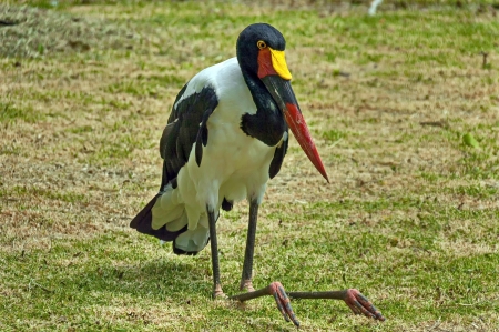 Saddle-billed storkの写真素材