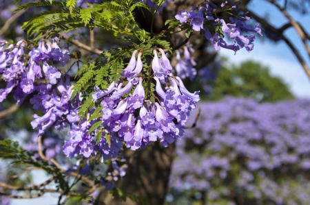 Jacaranda blossom in spring - flowers closeupの写真素材