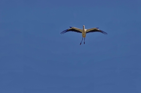 Stork in fly in Rila mountain, Bulgaria, series