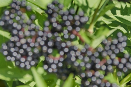 Sunlighted  black berry defocus background