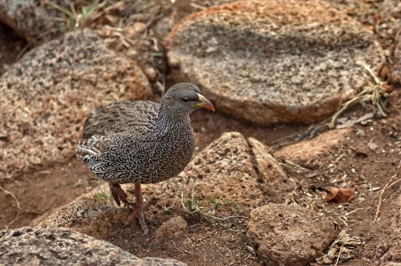 Cape Spurfowl or Cape Francolin  Pternistis capensis  bird in Pilanesberg National Park, South Africaの写真素材