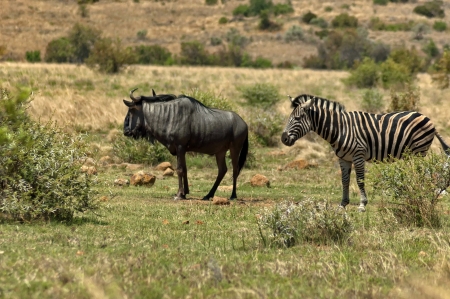 African blue wildebeest and zebra fed in Pilanesberg National Parkの写真素材